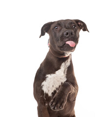 Wall Mural - studio shot of a cute dog on an isolated background