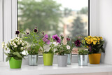 Fototapeta Tulipany - Different beautiful flowers in pots on windowsill indoors