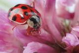Fototapeta Niebo - Red ladybug on pink flower, macro view