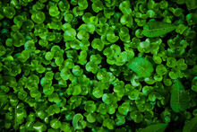 Top View Of The Kidney Leaf Mud Plantain (Heteranthera Reniformis) In A Fishpond. This Water Weed Forms Dense Mats In Shallow Freshwater And On Damp Soil At The Water’s Edge