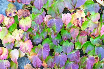 Sticker - Autumn leaves of ivy. A world of beauty created by nature. Seasonal background material.
