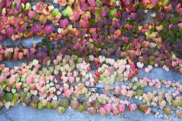 Wall Mural - Autumn leaves of ivy. A world of beauty created by nature. Seasonal background material.
