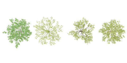 Birch,Silver birch trees in the forest, top view, area view, isolated on transparent background, 3D illustration, cg render