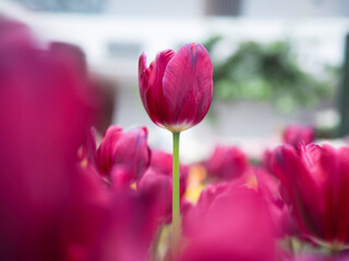 Wall Mural - Close up Pink tulip in the garden