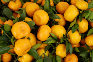 Wall Mural - Many fresh tangerines with green leaves as background