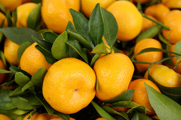 Wall Mural - Fresh mandarins with green leaves as background