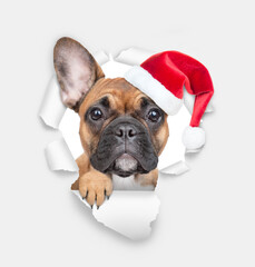 Aufkleber - Happy french bulldog puppy wearing red santa hat looking through a hole in white paper