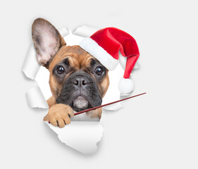 Poster - French bulldog puppy wearing  red santa hat looking through the hole in white paper and pointing away on empty space