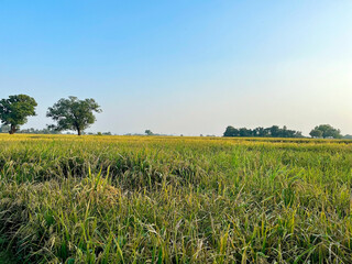 Wall Mural - rice field in the summer, rice farming in rural India