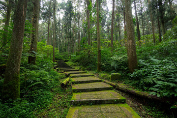 Wall Mural - Hiking trail footpath in the forest