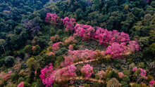 Sakura Cherry Blossom Trees In The Mountains Of Chiang Mai Thailand, Khun Chan Khian Thailand At Doi Suthep, Aerial View Of Pink Cherry Blossom Trees On The Mountains Chiang Mai In Thailand 
