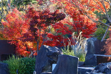 Wall Mural - 紅葉。秋の東京・世田谷の風景。二子玉川公園帰真園にて。