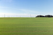 © rsooll - green wheat in the field in sunny weather