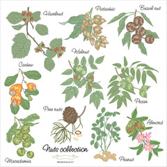 Wall Mural - Edible nut plants collection. Hand drawn Hazelnut, Almond, Pistachio, Macadamia, Brazil nut, Cashew, Walnut, Peanut, Pine nuts, Pecan branches. Vector illustration.