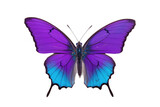 Fototapeta Motyle - Beautiful butterfly in full body close-up portrait, flying butterfly med transparent background 