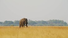 A South African Bush Elephant (Loxodonta Africana) Waving Its Ears.