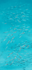 A flock of small fish in a sea watercolor background