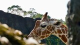 Fototapeta  - Żyrafa głowa oko żyrafy w zoo