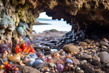 Multicolor A Scene That The Way Rocks Along A Coastline Pockets Of Shelter And Tide Pools, Fostering Diverse Ecosystems And Habitats