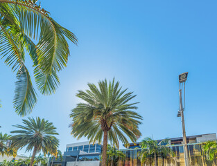 Wall Mural - Palm trees in Beverly Hills