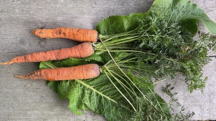 Wall Mural - Freshly dug carrots with green haulm on old wooden surface