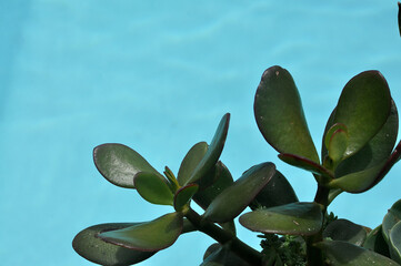 Wall Mural - plantas suculentas perto de água de piscina 