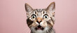 A Delightfully Surprised Cat Captured Against a Vibrant Pink Background, Eliciting a Playful Expression of Feline Amazement and Curiosity in a Moment of Whimsical Charm
