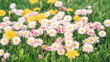 White-pink flowers of daisies and yellow dandelions on a green meadow.