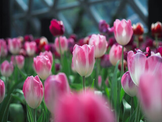 Wall Mural - Close up Pink tulip in the garden