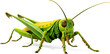 green grasshopper / locust on white background