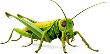 Green Grasshopper / Locust On White Background