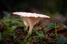 Common Funnel Mushroom, A Species Of Funnels, Growing Through The Leaf Mould Of A Forest Floor In The Dordogne Region Of France