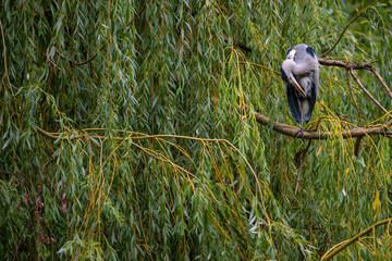 Wall Mural - Grey Heron - Ardea cinerea, large common gray heron from worldwide lakes and rivers, Czech Republic.