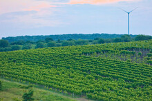A Wind Turbine Stands Far On The Horizon Behind Fields With Green Vineyards In Summer