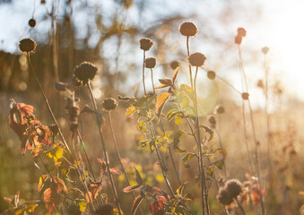 Wall Mural - Pollinator garden end of season flower seed heads at golden hour, plants left to stand through the winter for food for birds and wildlife