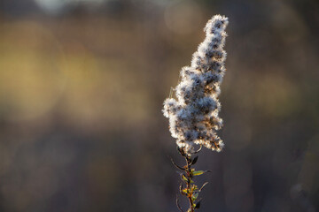 Wall Mural - Goldenrod seed head in late autumn pollinator garden with bokeh background