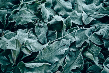 Wall Mural - A close up of frost covered frozen leaves on a forest floor