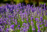 Fototapeta Lawenda - Spring lavender flowers under sunlight. Lilac flowers close up. Beautiful landscape of nature with a panoramic view. Hi spring. long banner