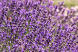 Fototapeta  - Purple lavender flowers bush. Flower in the field. Nature background. Grow a fragrant plant in the garden. Summer flower honey plant closeup.