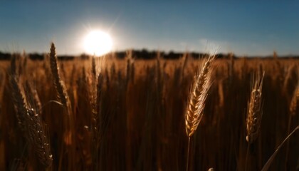 Sticker -  a field of ripe wheat with the sun in the background and a blue sky with a few clouds in the foreground.