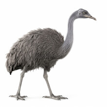 Full Body Of A Ostrich On White Background. Generative Ai