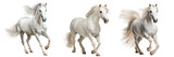 Fototapeta  - Collection of white arabian horses running isolated on a white background