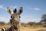 Fototapeta Konie - An amusing portrait of a zebra with a zoomed-in, cross-eyed expression, ready to bring a touch of whimsy to any design or ad campaign.