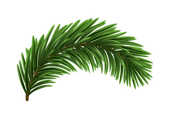 Poster - Green Christmas Fir Branch