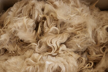 Close Up Of A Fleece Of A Suri Alpaca