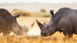 African Rhinos Facing Off in Golden Savannah Light Wildlife Conservation 
