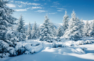 Poster - Majestic white spruces glowing by sunlight.