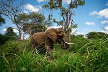 African Bush Elephant - Loxodonta Africana Lonely Elephant Walking On The River Bank And Feeding On Green Bush, Close View From The Boat, Blue Sky In Uganda And Congo