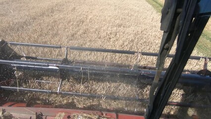 Wall Mural - View from the cabin of combine. Harvesting, mowing ripe wheat in sunny summer weather. The work of a combine harvester, a close-up of cutting spikes.