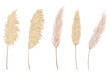 Pampas grass branches collection. Dry feathery head plumes, used in flower arrangements, ornamental displays, interior decoration, fabric print, wallpaper, wedding card. Golden ornament element